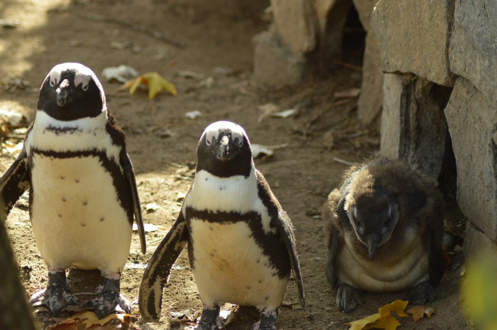 animal-4580358_1920