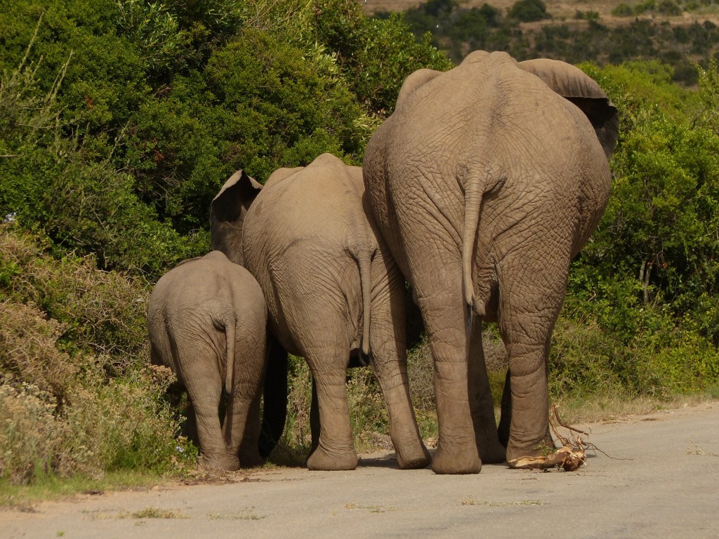 elephant-1130091_1920